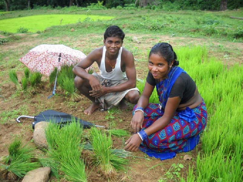 La consolidación de los derechos de tenencia de las mujeres sobre la tierra genera diversos resultados positivos para ellas y sus familias, incluida la capacidad de resistencia a los choques climáticos, la productividad económica, la seguridad alimentaria, la salud y la educación. En la imagen, una mujer tribal trabaja junto a su esposo plantando arroz en la provincia de Rayagada, India. Crédito: Manipadma Jena / IPS