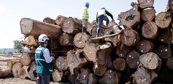 Destitución injustificada del exdirectivo del Serfor responde a los intereses del comercio ilegal de madera. Foto: Serfor