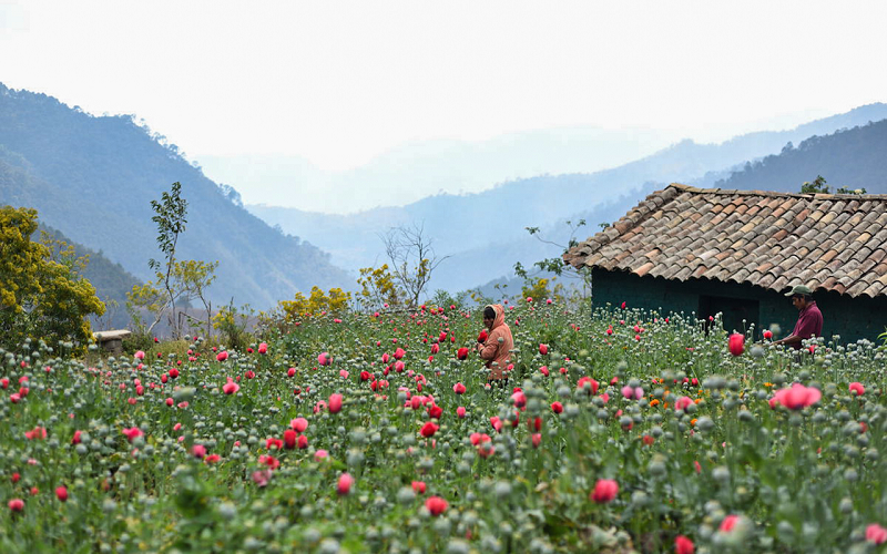 Cultivo de amapola en México. Foto: Salvador Cisneros