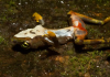 Rana muerta por quitridiomicosis, una enfermedad causada por el hongo Batrachochytrium dendrobatidis. Brian Gratwicke / Flickr, CC BY